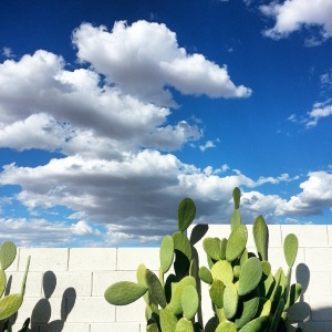 Desert Plant Life