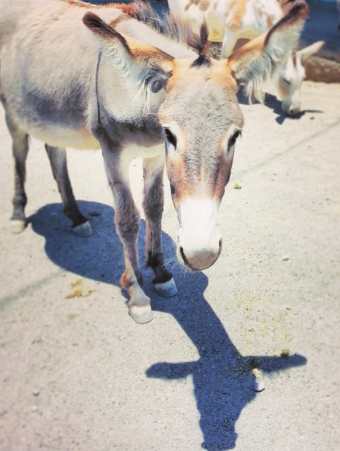 Checking out the charming burro-filled town of Oatman, AZ.
